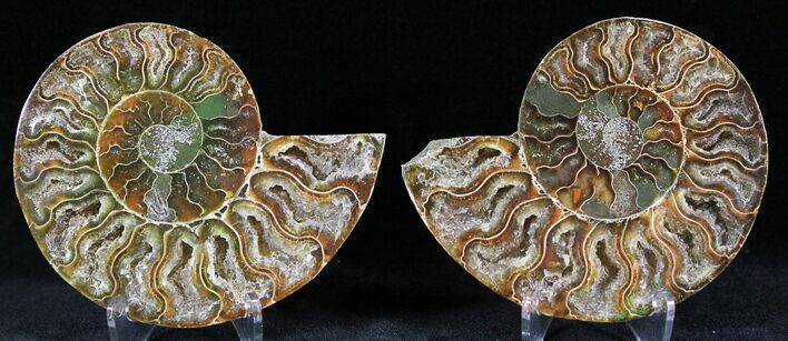 Polished Ammonite Pair - Million Years #26069